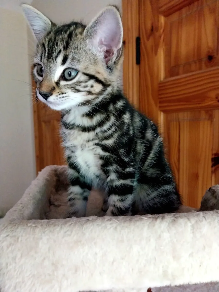 Adorable Kitten - Image 2