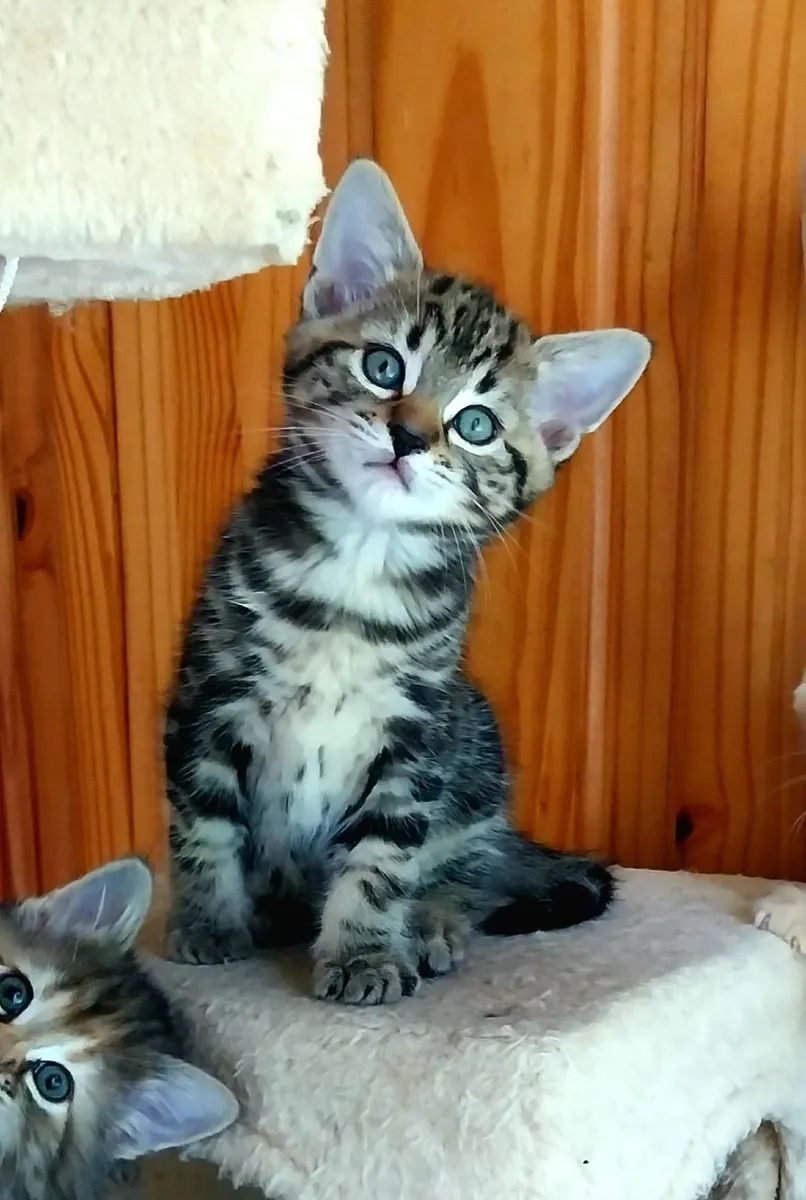 Adorable Kitten - Image 3