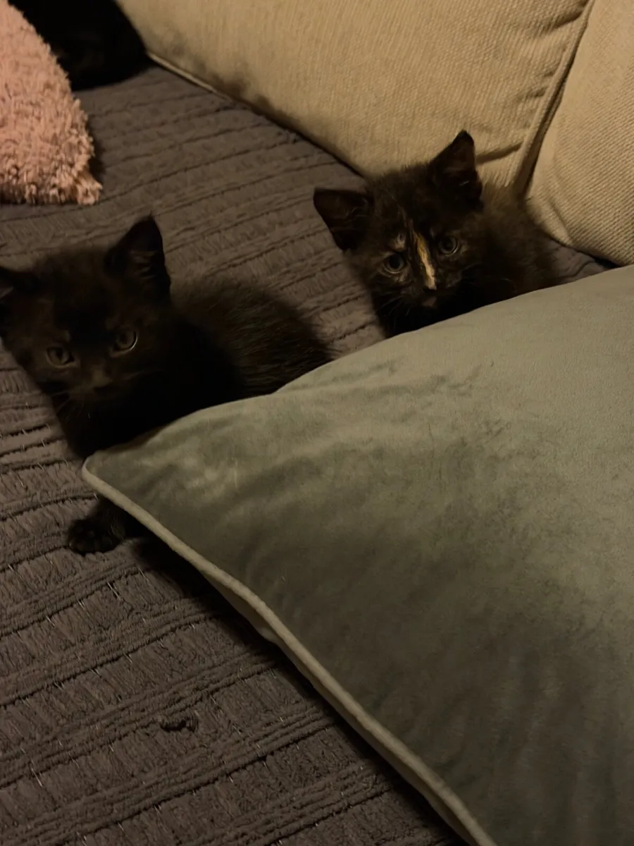 🐾 6 Adorable Kittens Looking for Loving Homes - Image 2