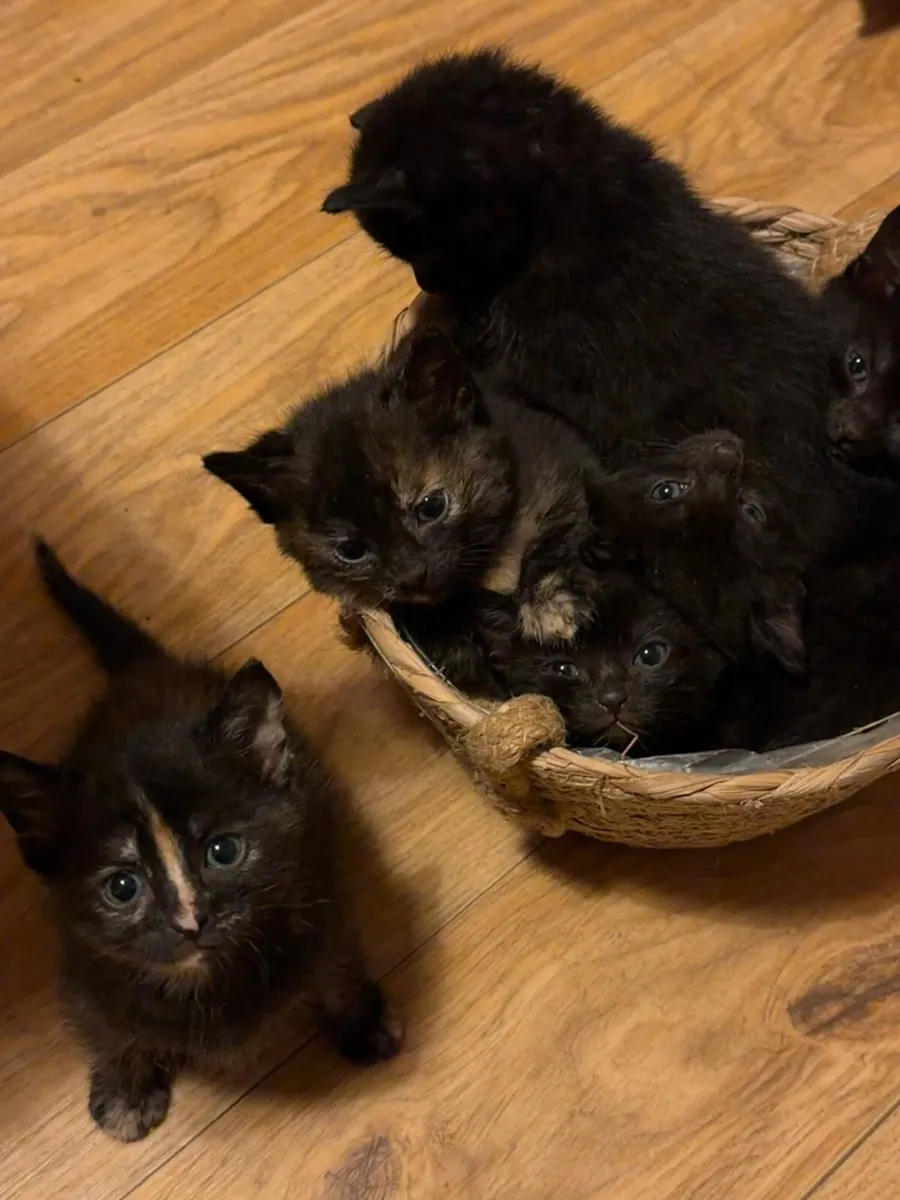 🐾 6 Adorable Kittens Looking for Loving Homes - Image 1