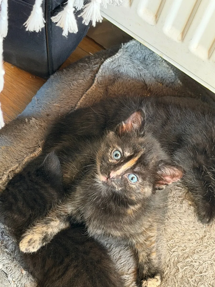 🐾 6 Adorable Kittens Looking for Loving Homes - Image 3