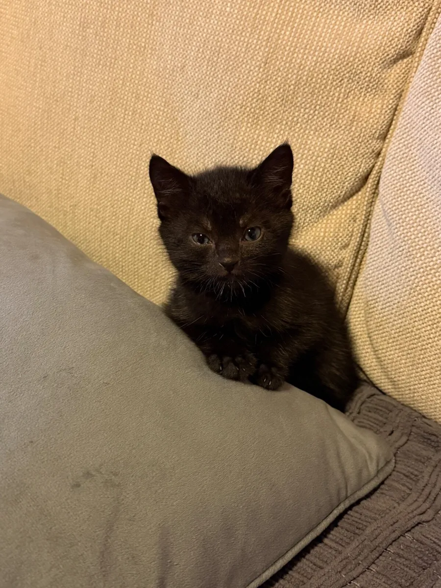 🐾 6 Adorable Kittens Looking for Loving Homes - Image 4