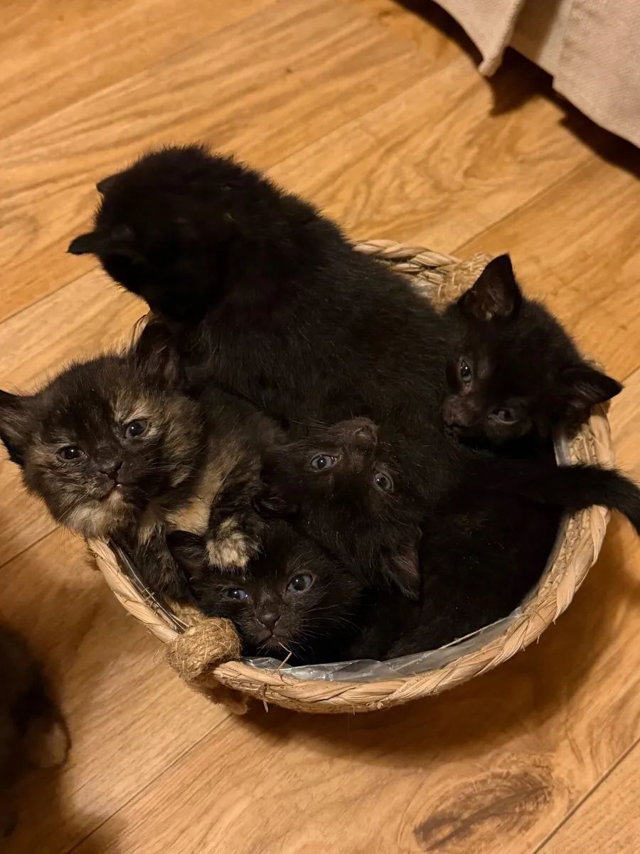 🐾 4 Adorable Kittens Looking for Loving Homes - Image 2