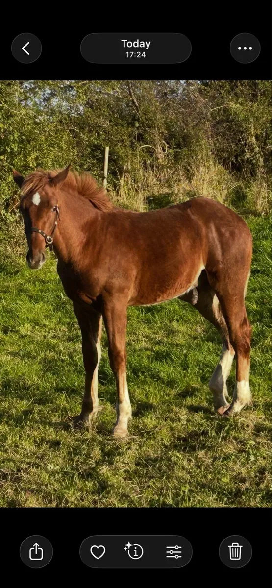 Irish Draught colt foal - Image 1