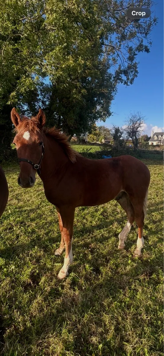 Irish Draught colt foal - Image 3