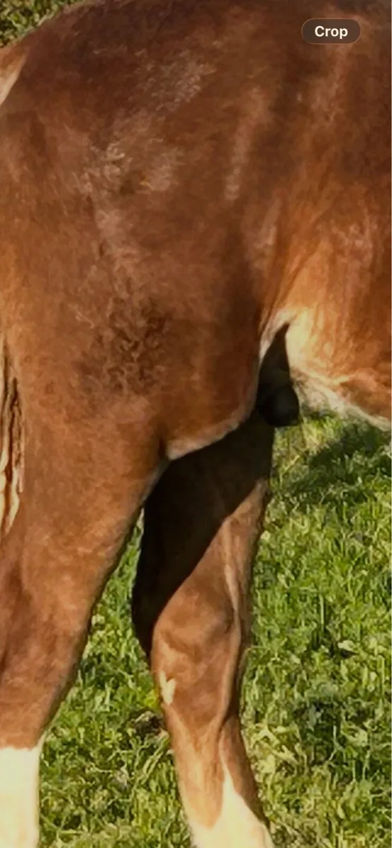 Irish Draught colt foal - Image 4