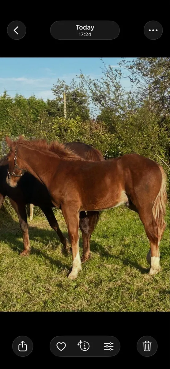 Irish Draught colt foal - Image 2