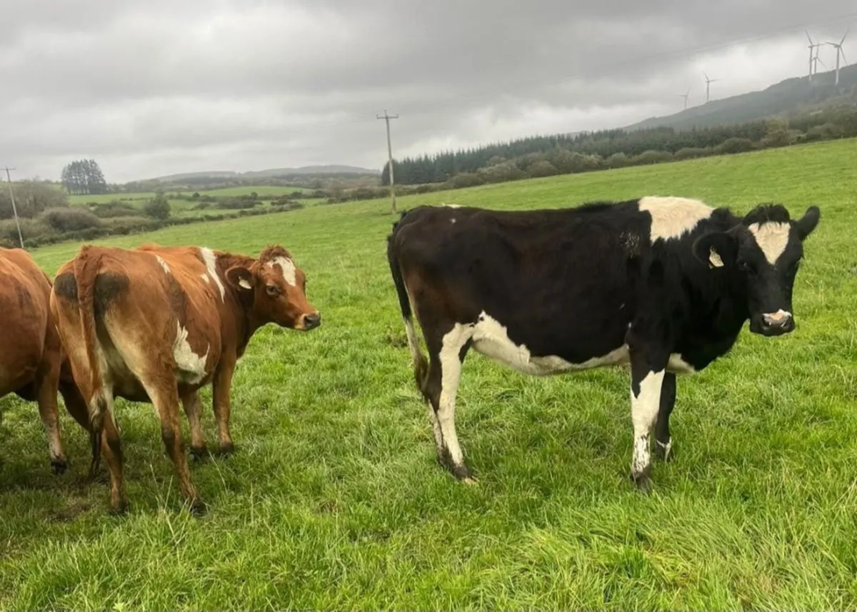 Dairy Cattle - Image 2