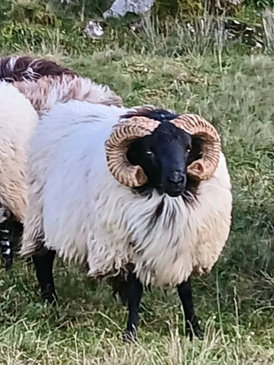 Rams - Image 1