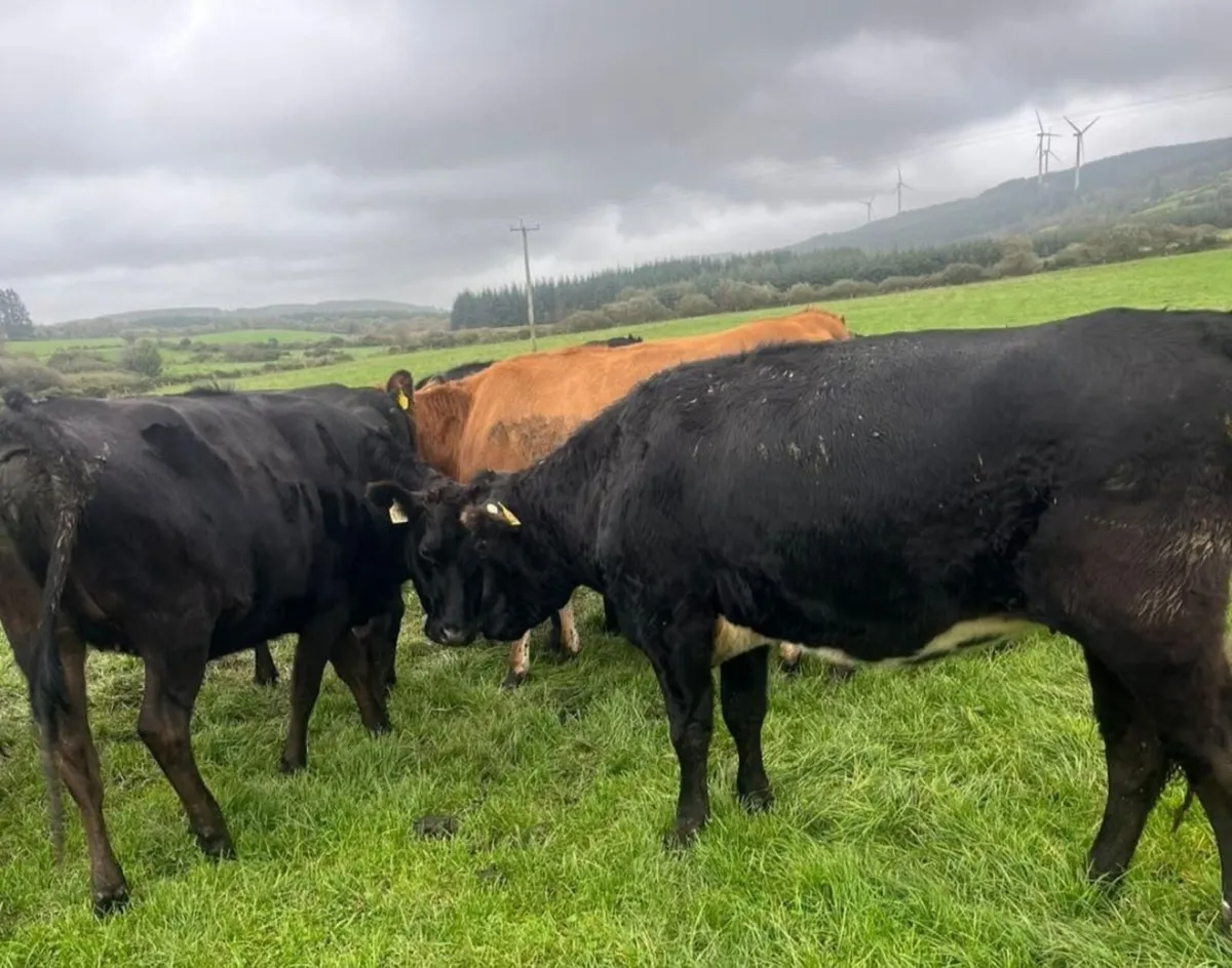 Dairy Cattle - Image 3