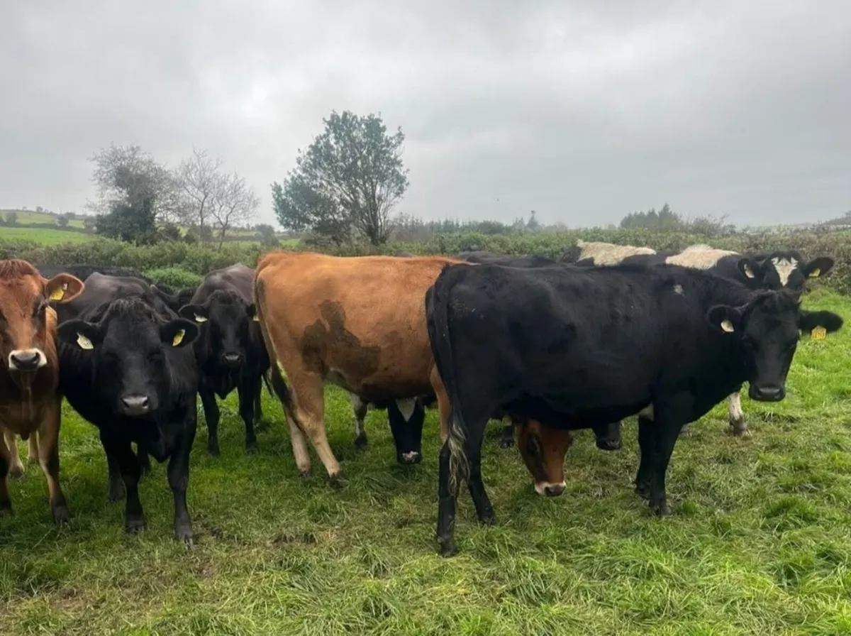 Dairy Cattle - Image 4