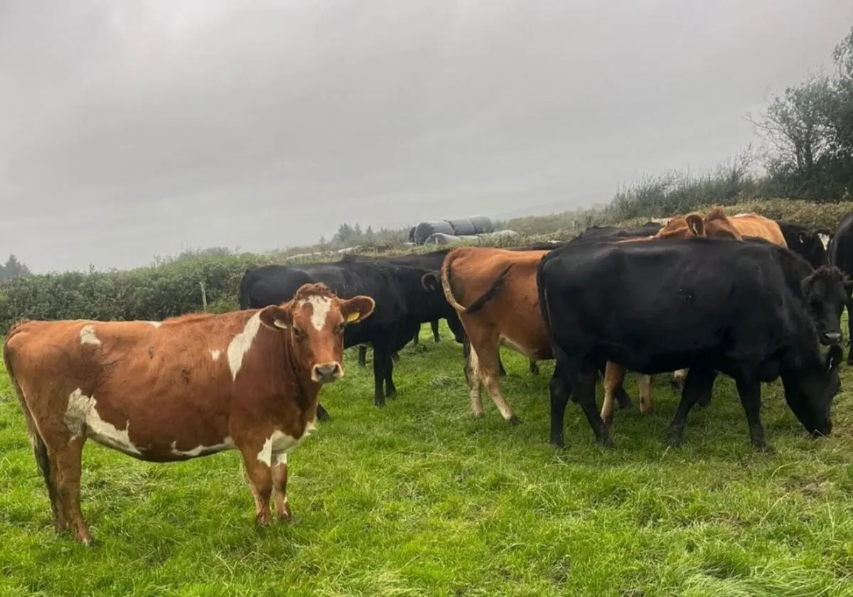 Dairy Cattle - Image 1