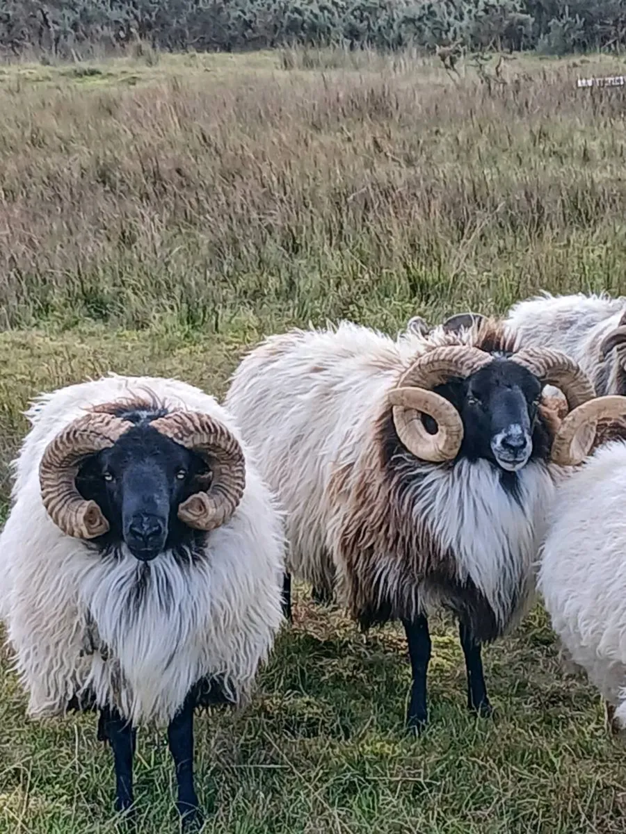 Rams - Image 3
