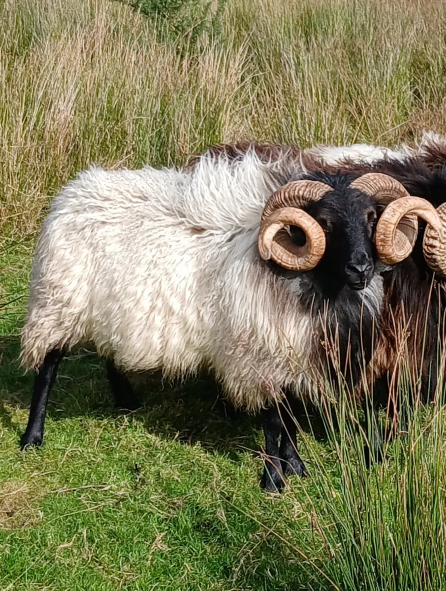 Rams - Image 4