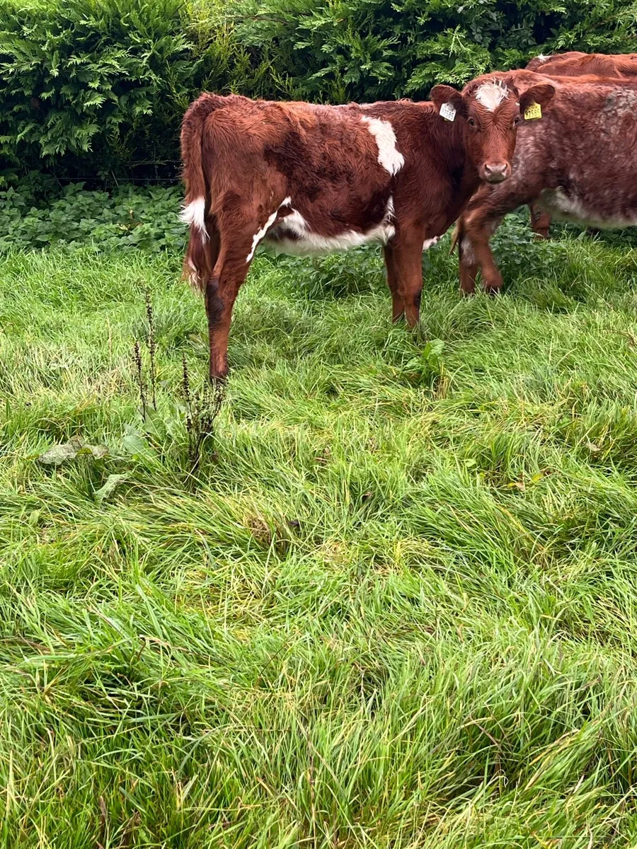 3 Roan Heifers - Image 1