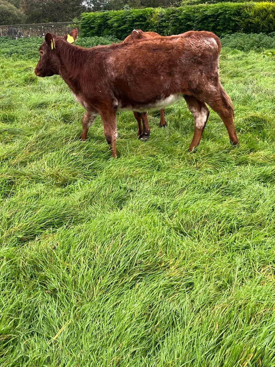 3 Roan Heifers - Image 2