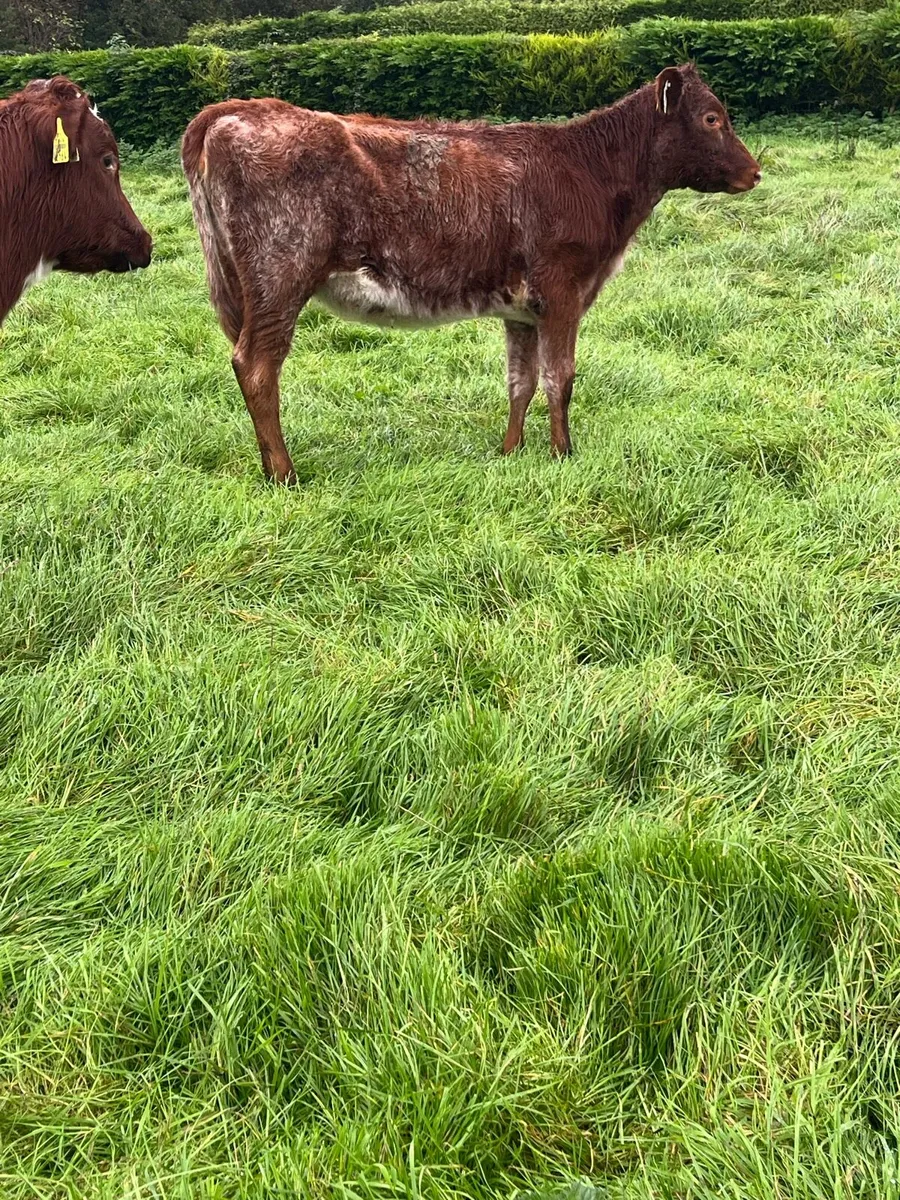 3 Roan Heifers - Image 3