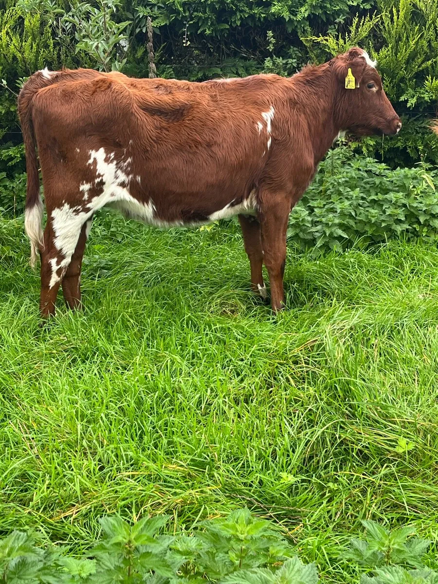 3 Roan Heifers - Image 4