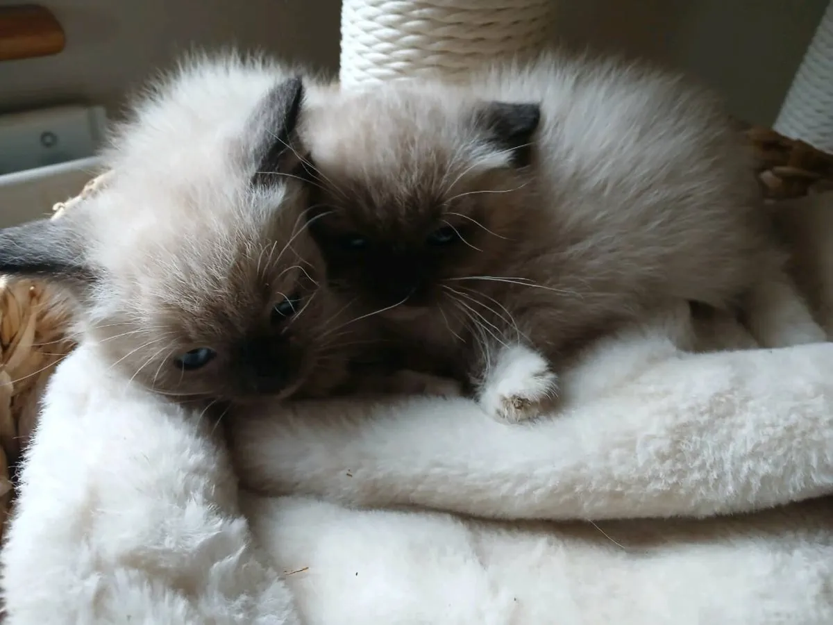 Ragdoll kittens - Image 1