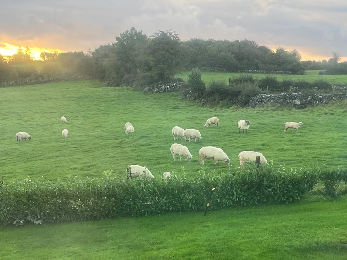 Ram Lamb - Image 2