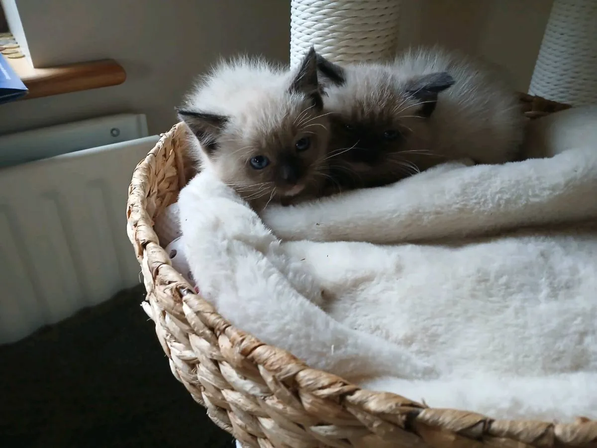 Ragdoll kittens - Image 2
