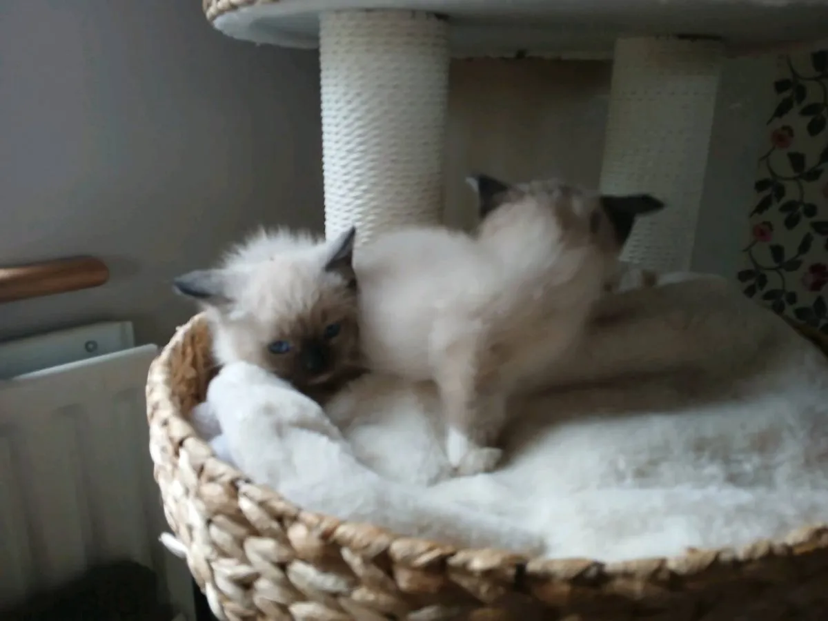 Ragdoll kittens - Image 3