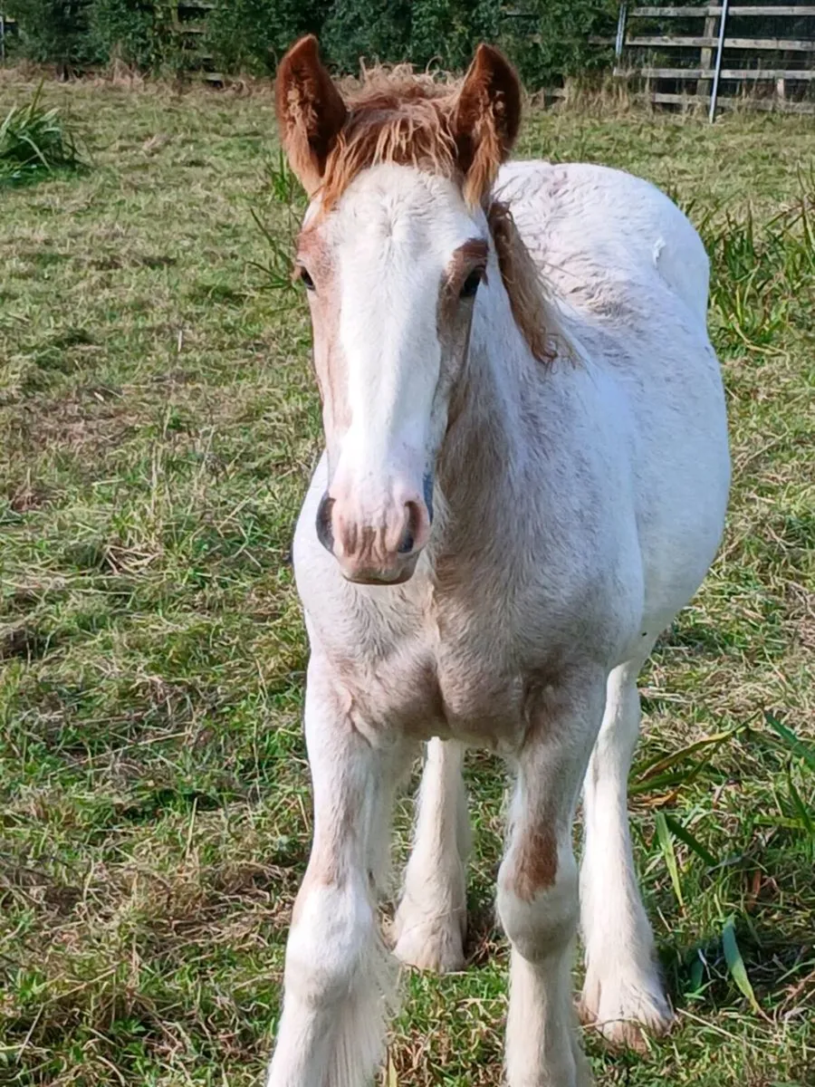 Horse - Image 1