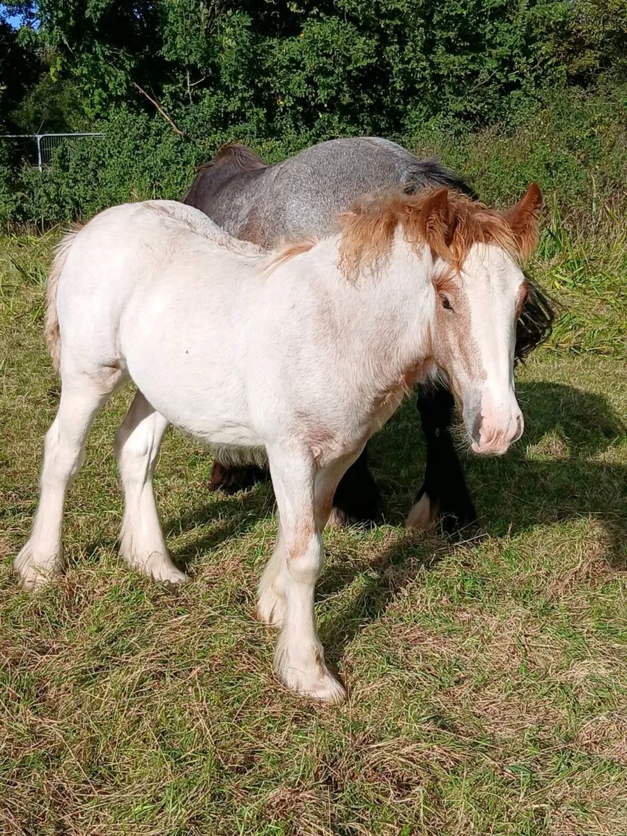 Horse - Image 2