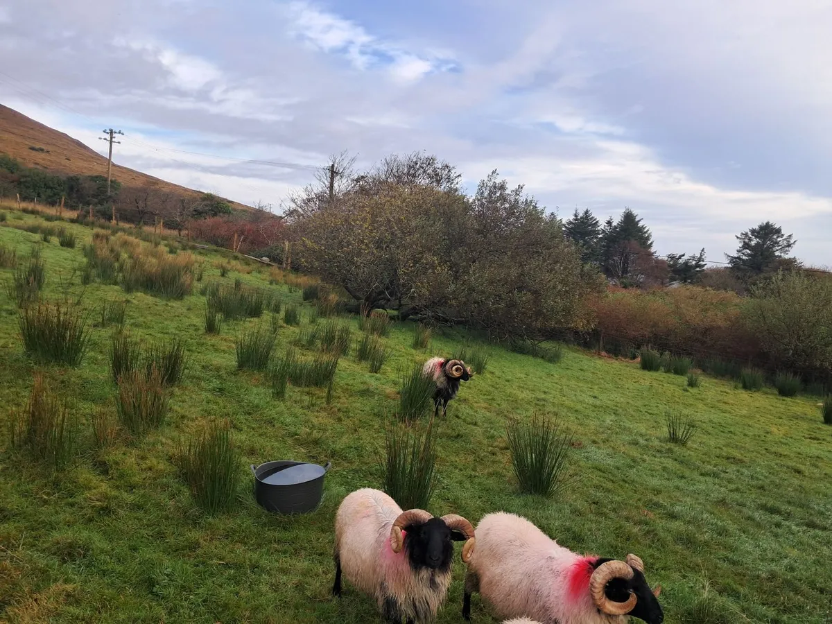 Sheep