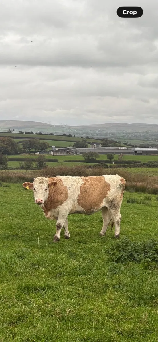 In Calf Heifers - Image 2