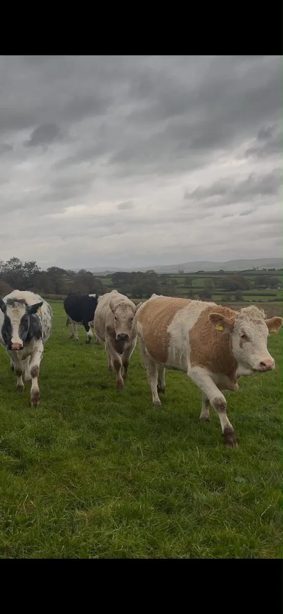 In Calf Heifers - Image 1