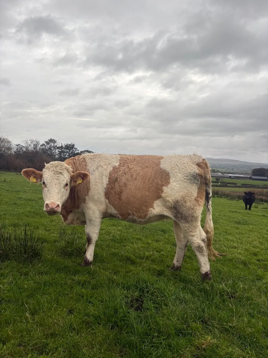 In Calf Heifers - Image 4