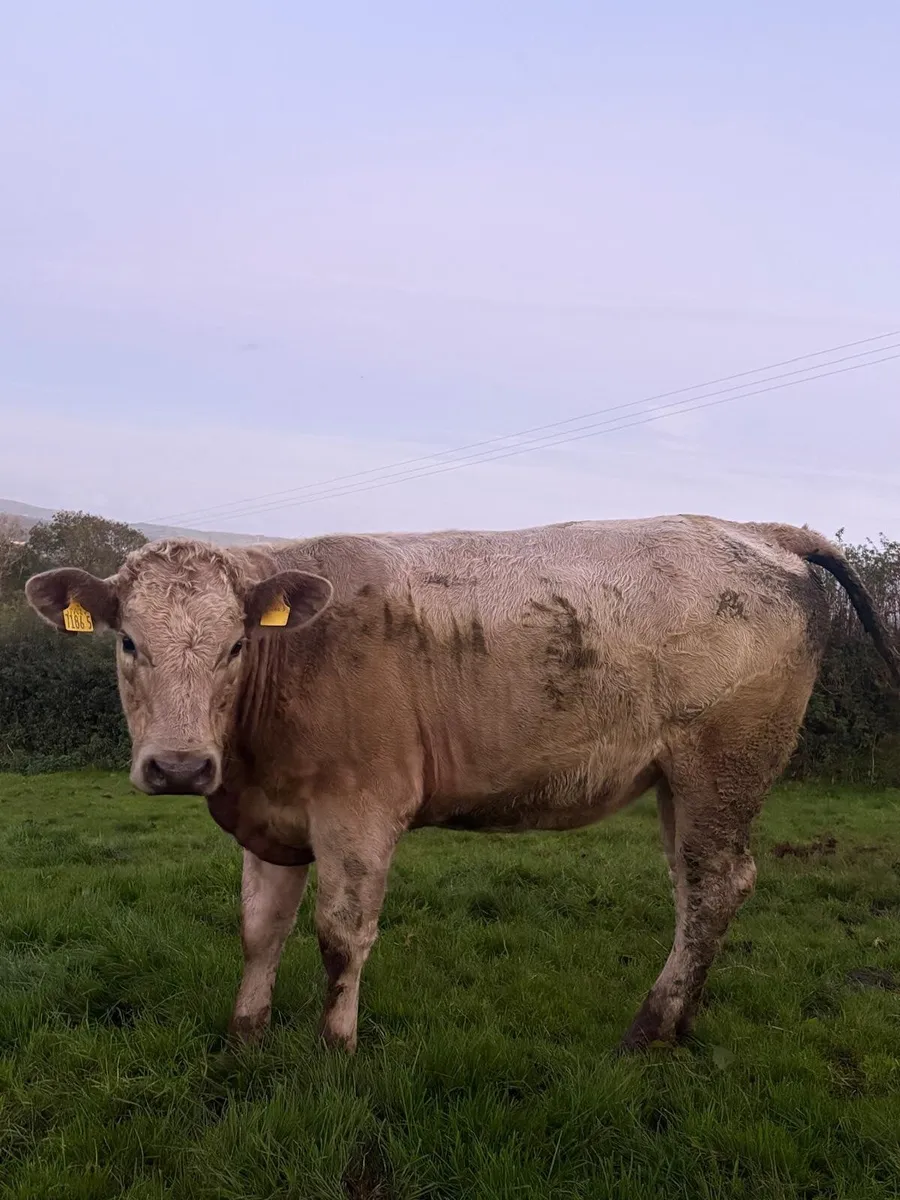 In Calf Heifers - Image 3