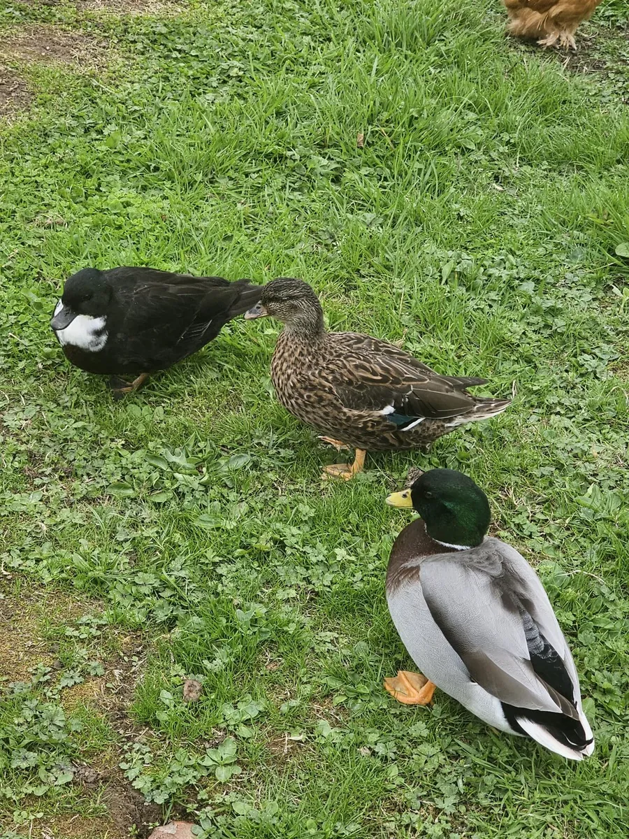 Call ducks