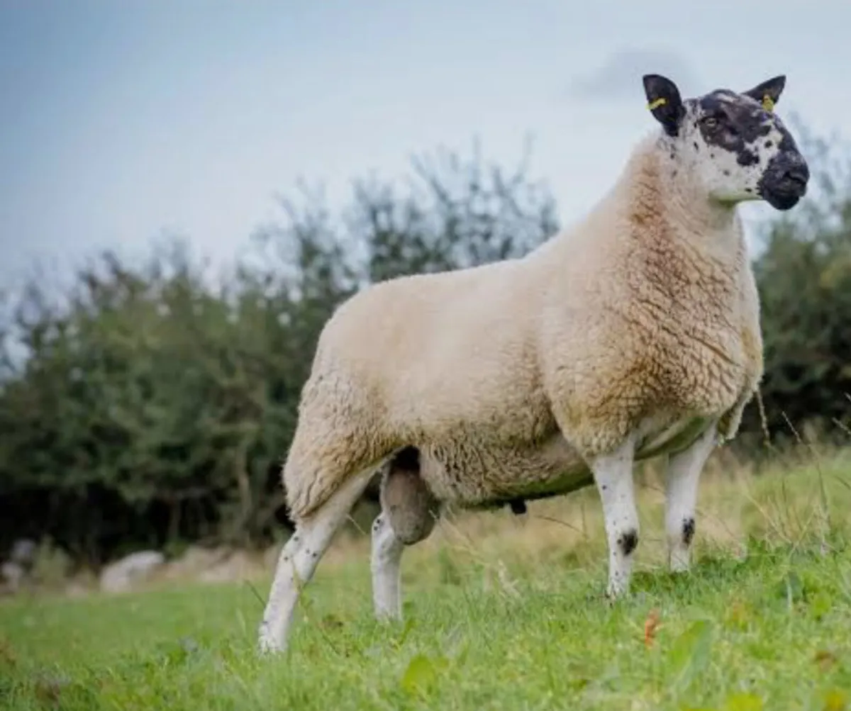 Milford ram wanted