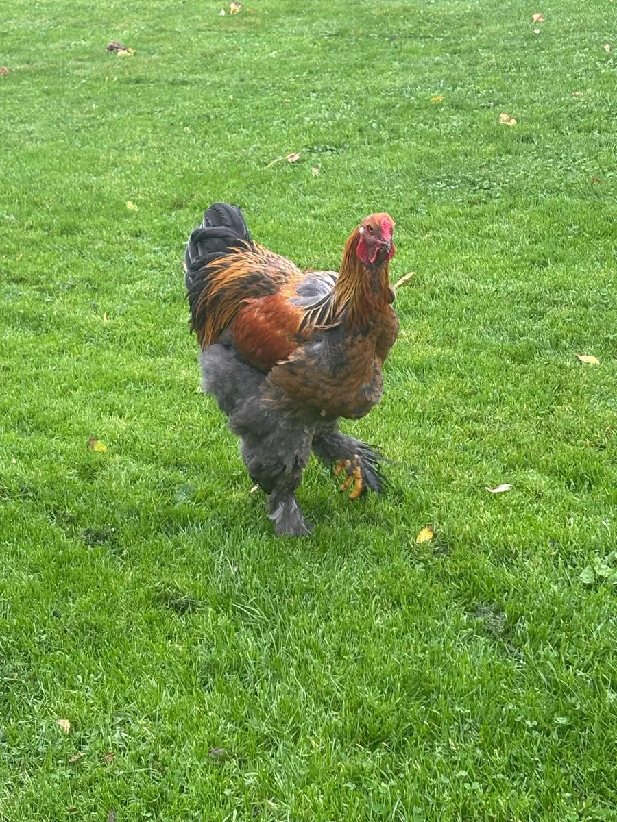Brahma roosters - Image 3