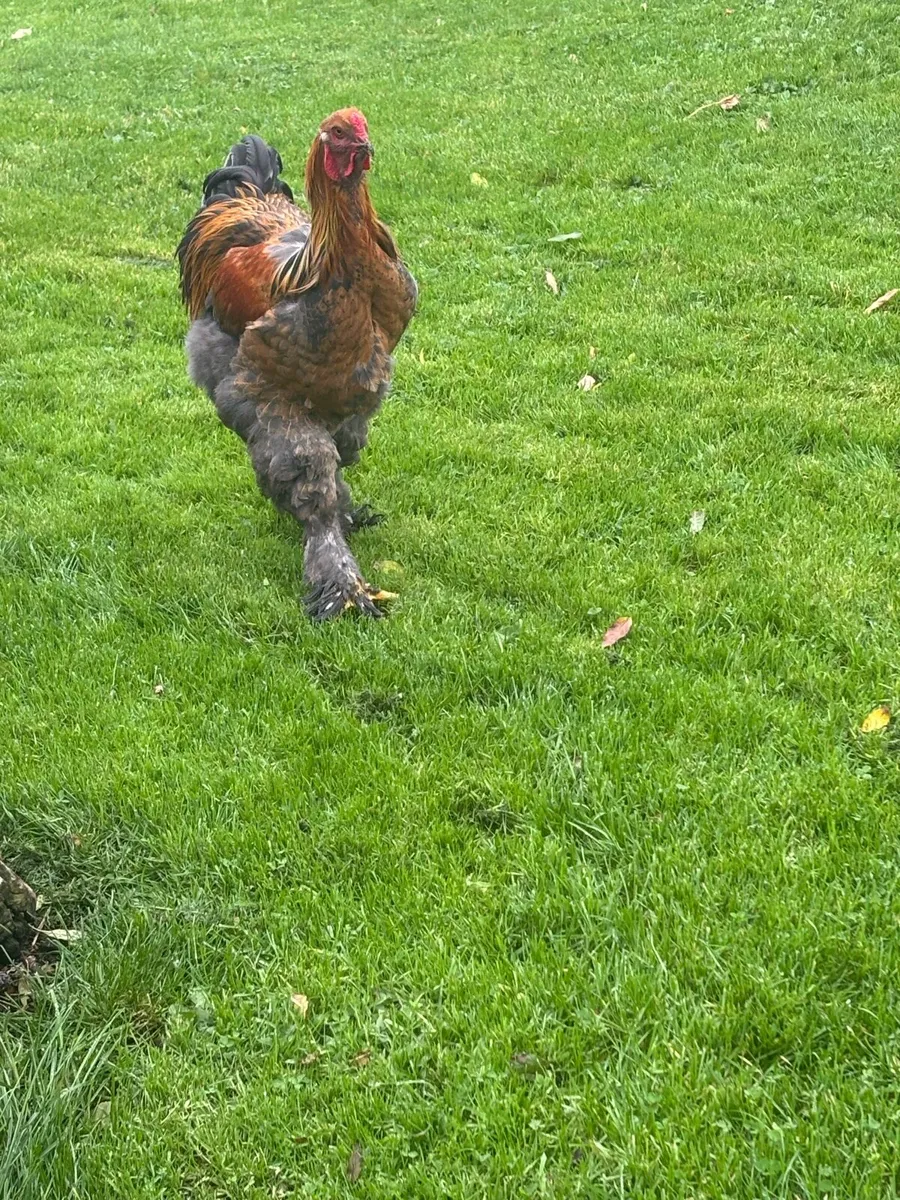 Brahma roosters - Image 4