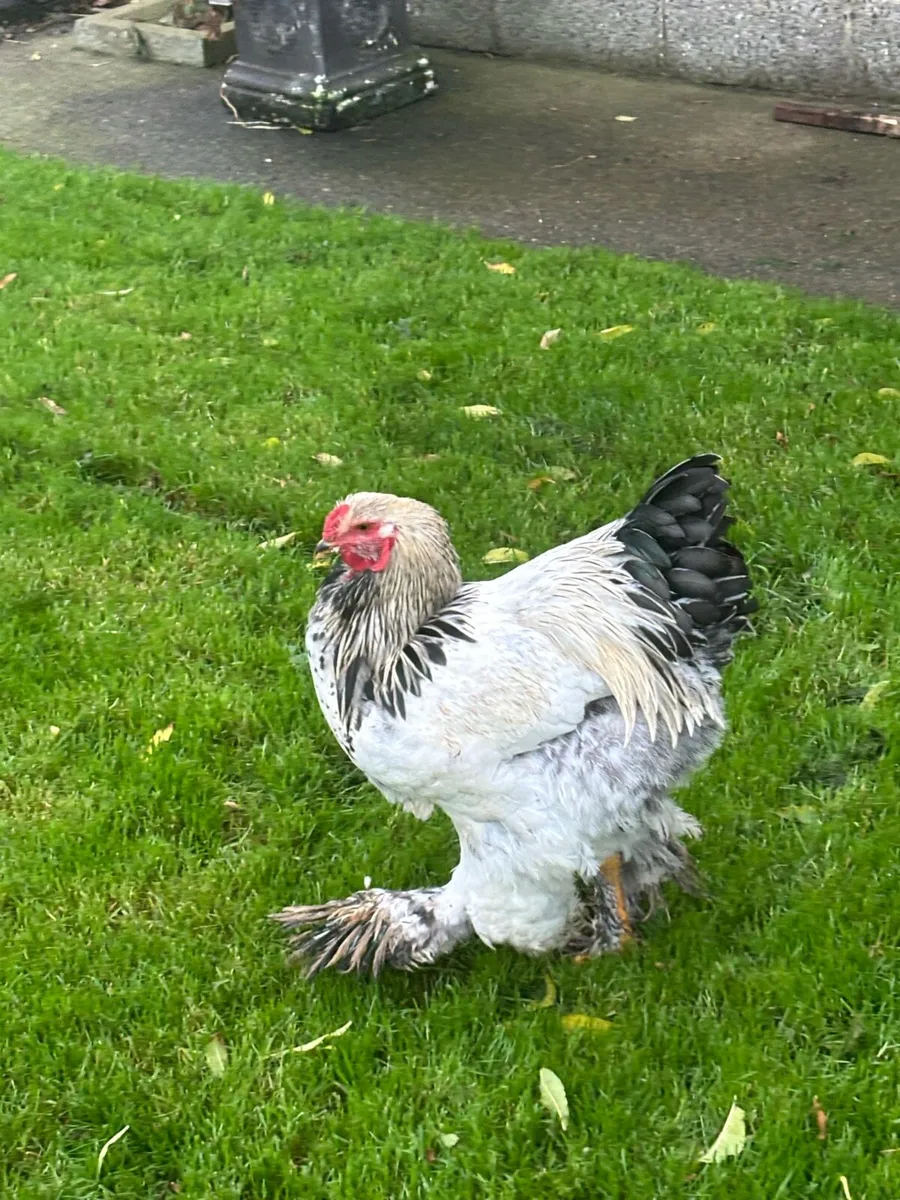 Brahma roosters - Image 1
