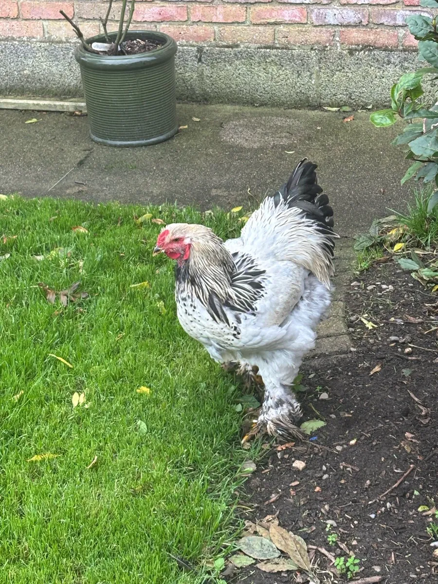 Brahma roosters - Image 2