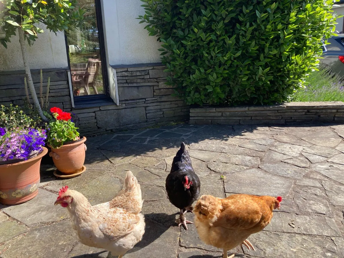 Hens - Image 2