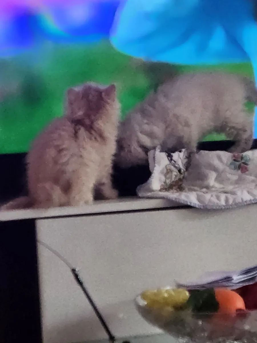 Cat - Image 1