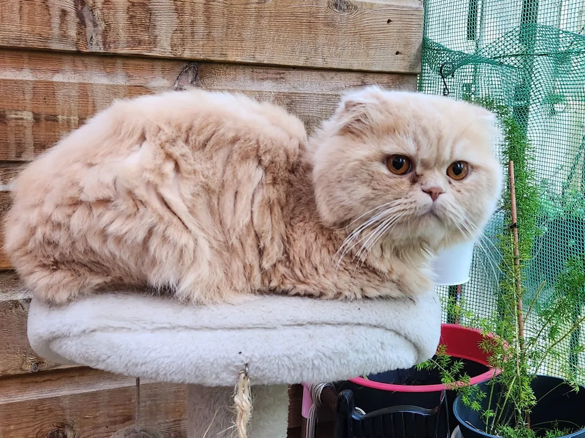 Cat - Image 4