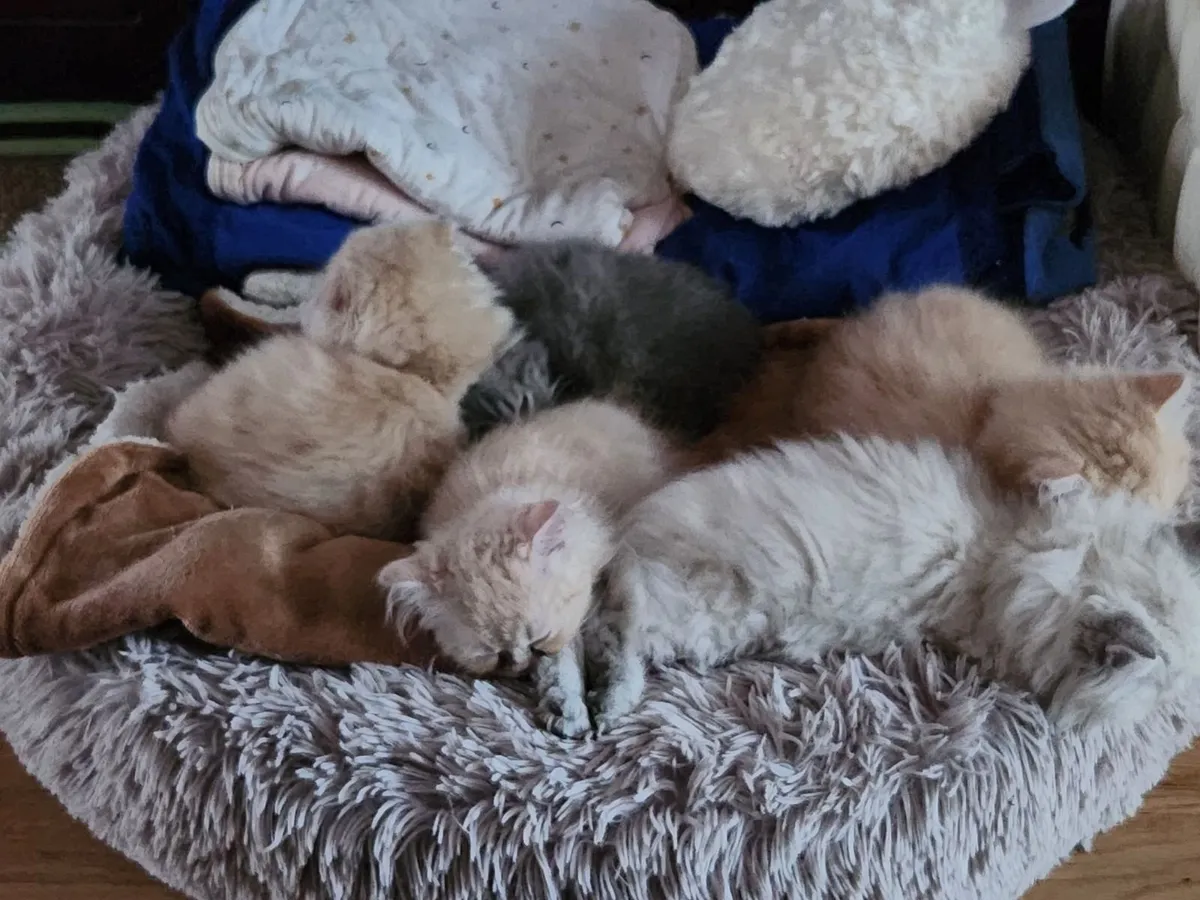 Cat - Image 2
