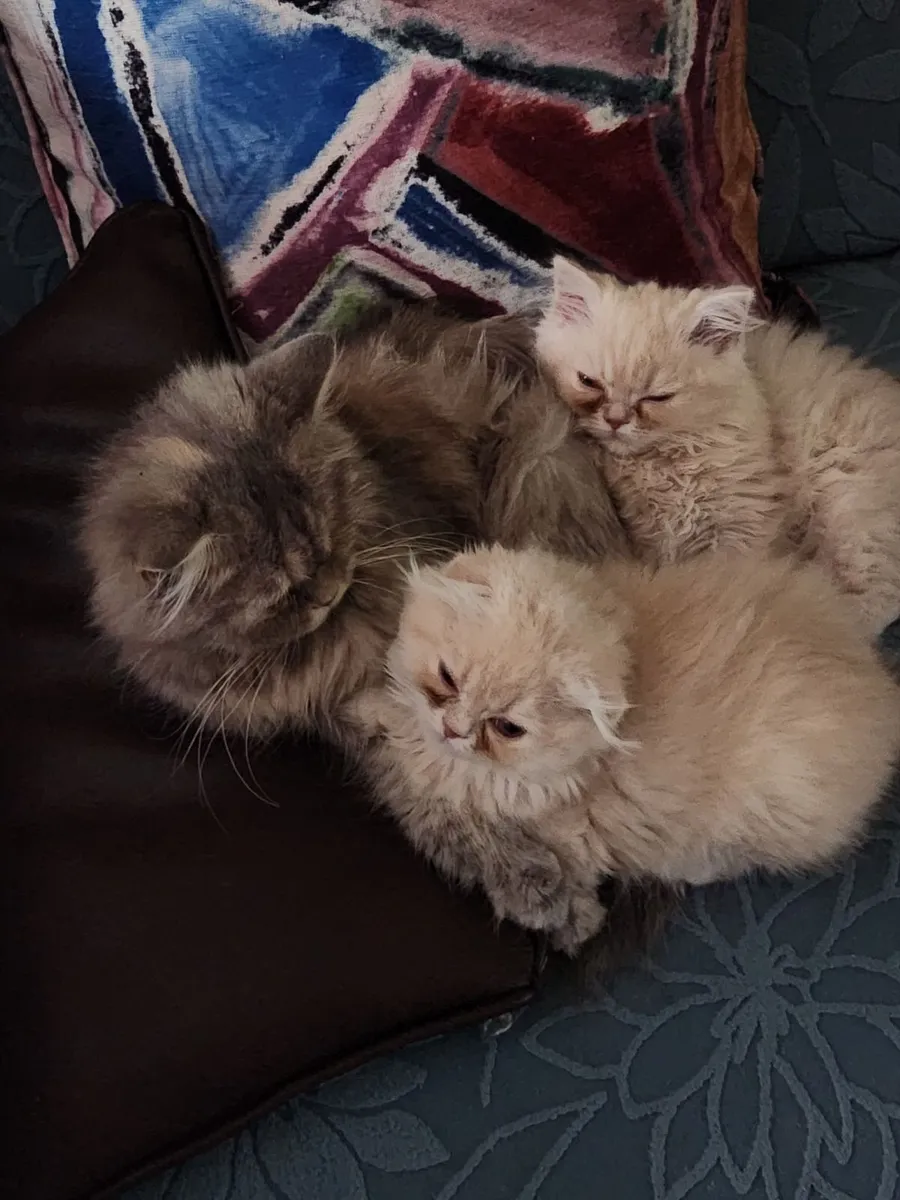 Cat - Image 3