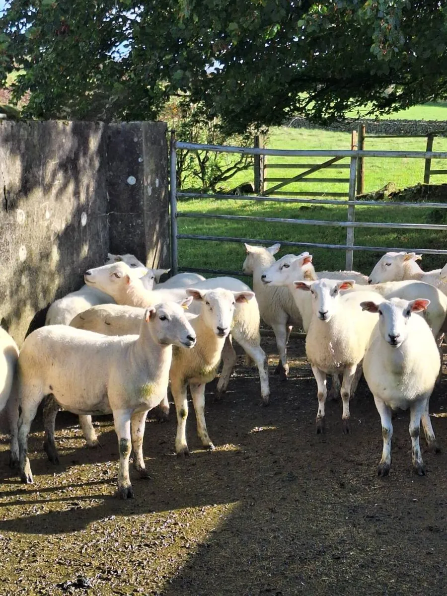 Easycare hoggets - Image 1