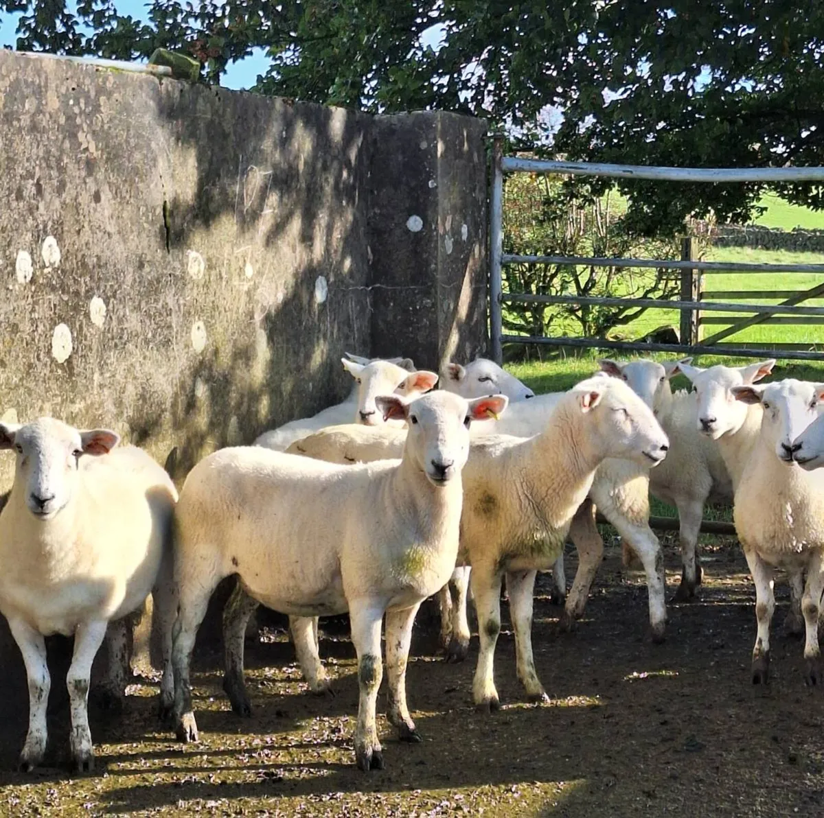 Easycare hoggets - Image 2