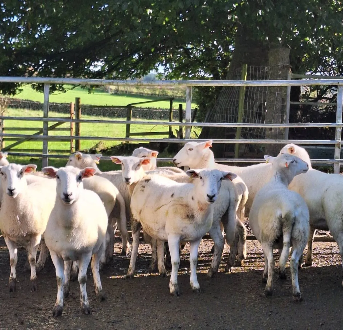 Easycare hoggets - Image 3