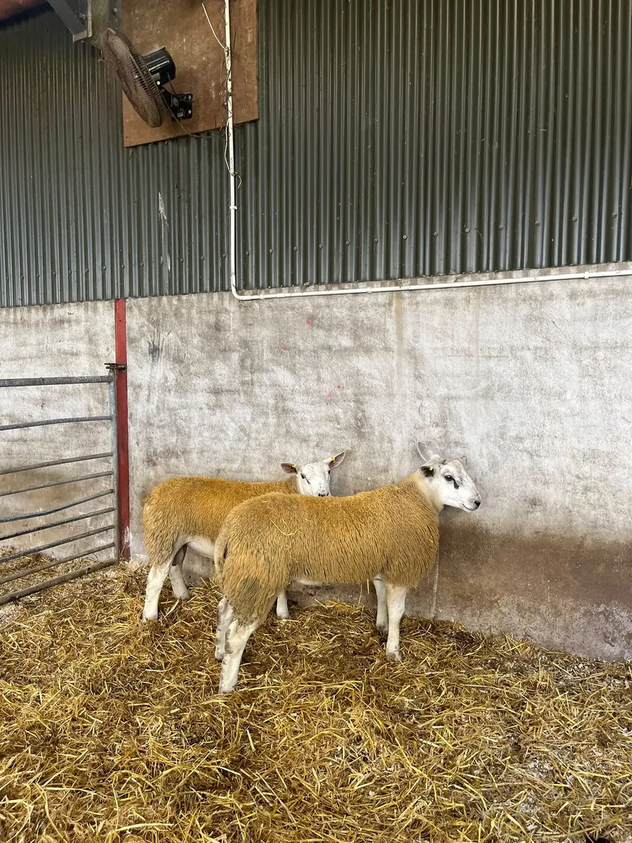 Aberfield rams - Image 2