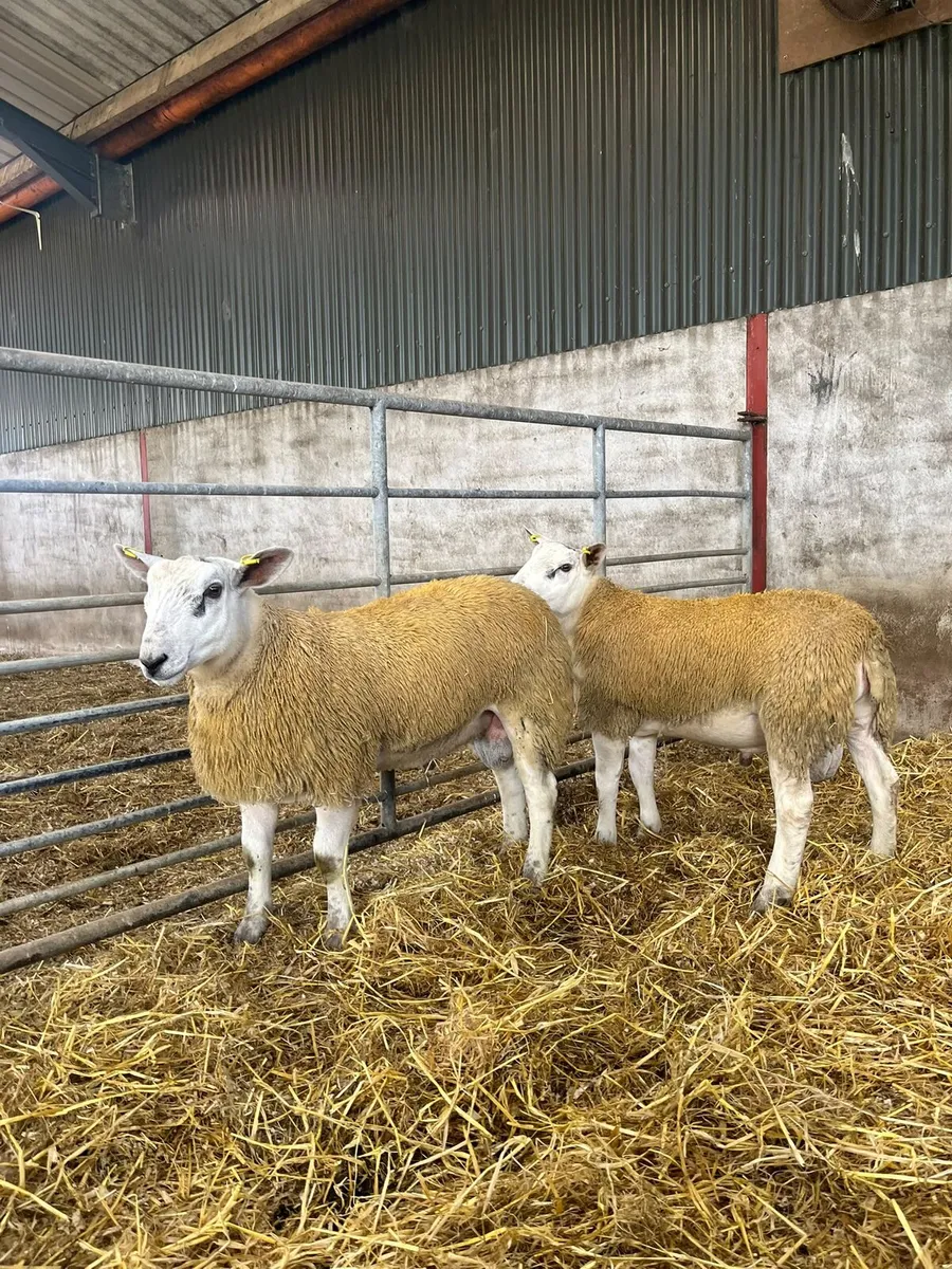 Aberfield rams - Image 3