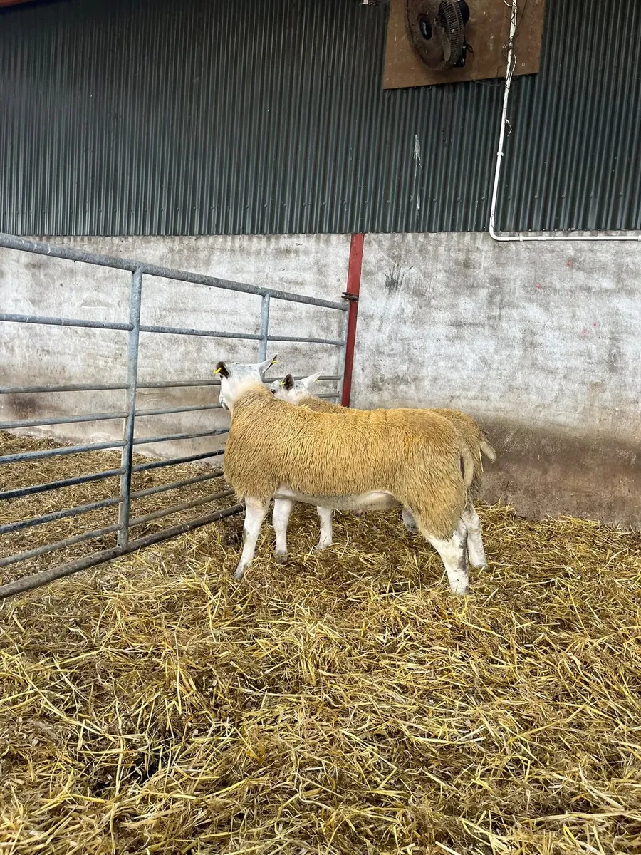 Aberfield rams - Image 1